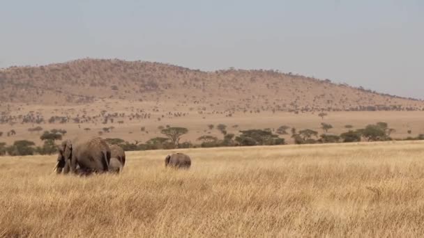 Afrikaanse Olifanten Wandelen Door Serengeti Met Ruimte Voor Tekst — Stockvideo