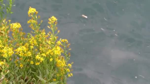 Yellow Flower Sea Background Garbage — Stock Video