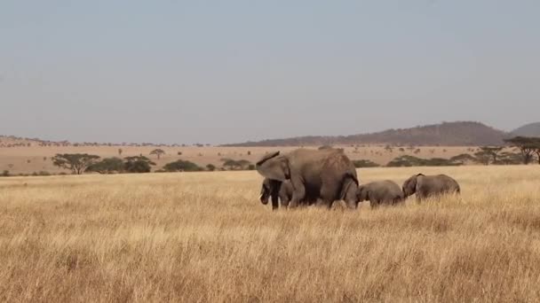 Herd Van Afrikaanse Olifanten Wandelen Door Safari Plains Serengeti Tanzania — Stockvideo