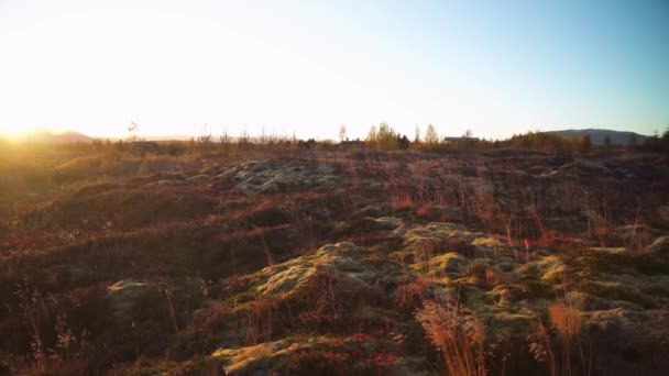 Moss Grass Reeds Sunset — Stock Video