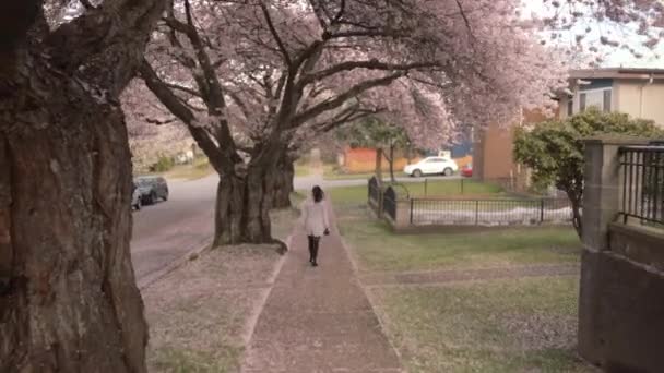 Woman Walks Sidewalk Cherry Blossom Trees — ストック動画