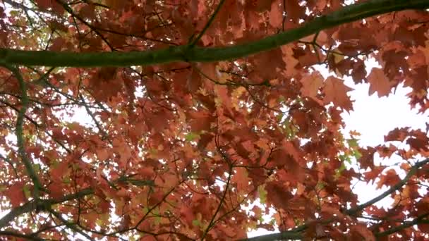 Podzimní Větev Stromu Listy Zdola — Stock video