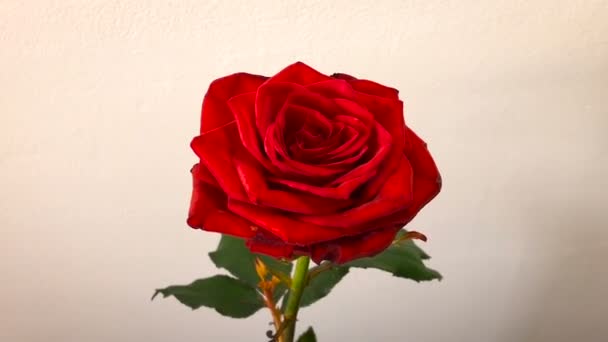 Κόκκινο Τριαντάφυλλο Λευκό Φόντο Τοίχου — Αρχείο Βίντεο