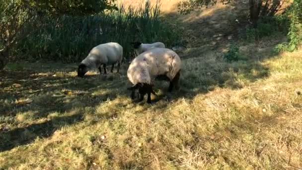 Овцы Пасутся Лугу Солнечный День — стоковое видео