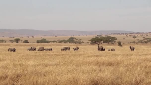 Manada Elefantes Africanos Distancia Las Llanuras Del Serengeti Tanzania — Vídeo de stock