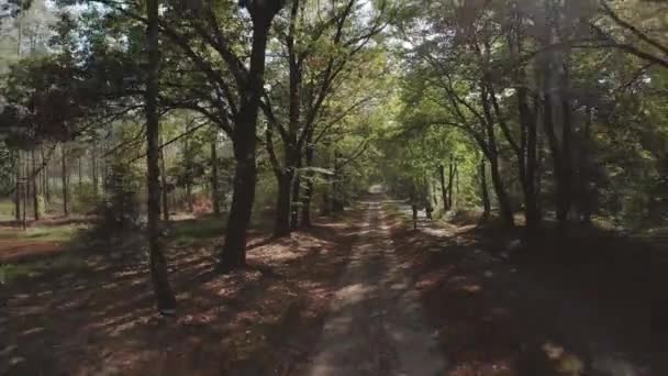 在森林中的土路小道上向后缓慢移动 阳光在树木中达到顶峰 形成太阳耀斑 骑自行车的孩子靠近并越来越近 — 图库视频影像