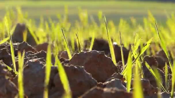 Frisches Grünes Getreide Auf Unfruchtbarem Feld Wiegt Sich Wind Nahaufnahme — Stockvideo