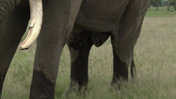 Afrikaanse Olifant Loxodonta Africana Grote Stier Druipt Urine Tijdens Zijn — Stockvideo