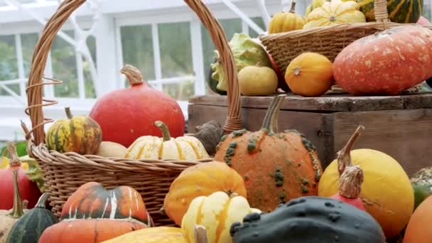 Pumpkin Gourd Variety Autumn Display — Stockvideo