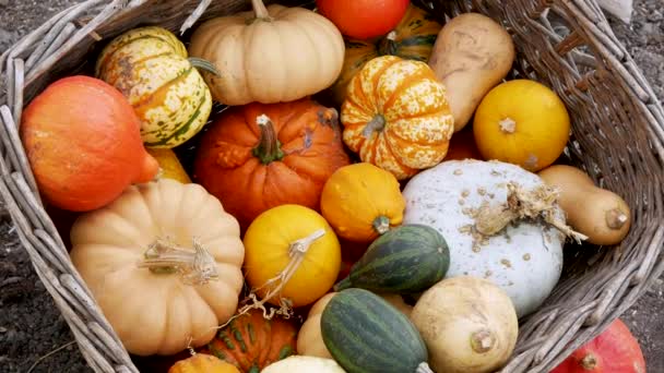 Pumpkin Gourd Variety Autumn Display — Wideo stockowe