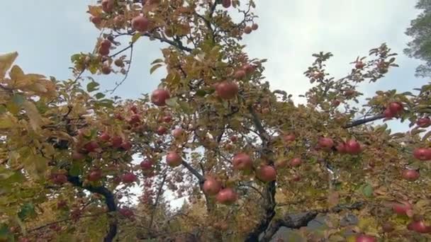 Tree Full Delicious Red Apples — Vídeo de stock