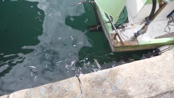 Dead Fish Floating Garbage Sea Port — Stock Video