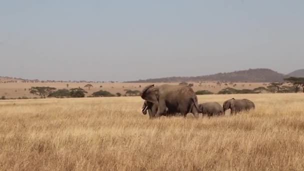 Family African Elephants Walk Right Left Serengeti Safari — Stok video