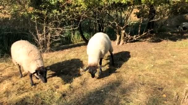 Ovelhas Pastam Prado Pôr Sol — Vídeo de Stock