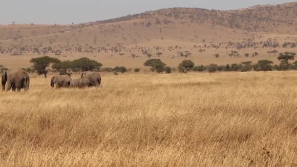 Family African Elephants Walk Serengeti Slow Motion — Stock Video