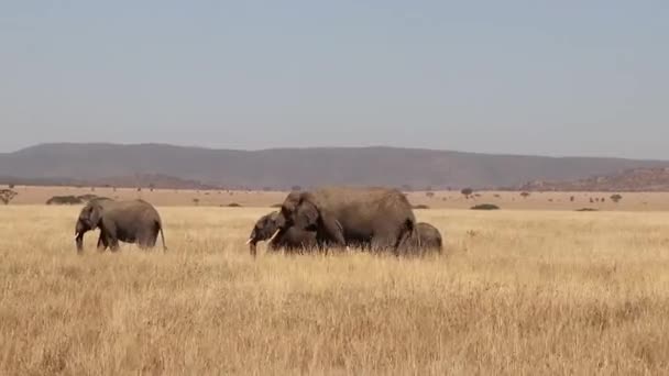 Herd African Elephants Serengeti Safari Park Africa — Stok video