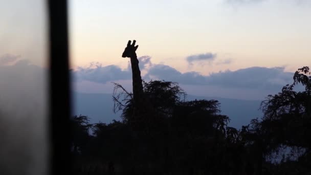 Giraffe Turns Look Safari Jeep Sunrise Tanzania Africa — Stock Video