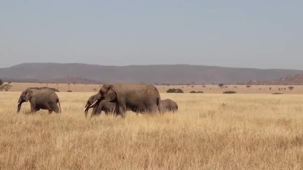 Family Herd African Elephants Roam Plains Serengeti Tanzania Slow Motion — Stok video
