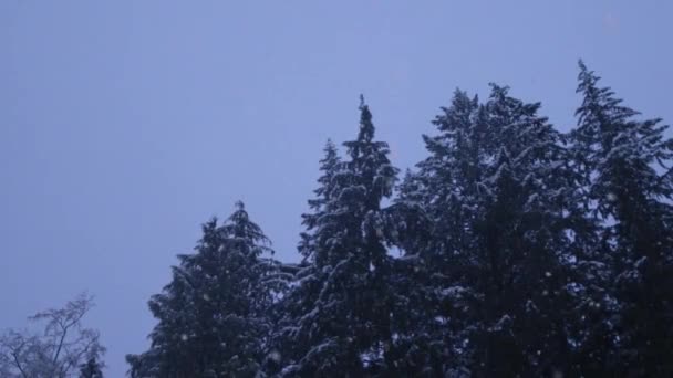 Slow Motion Snowing Forest Blue Hour — 图库视频影像