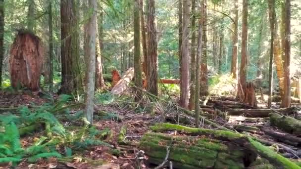 Moving Backward Rain Forest Canada — Video