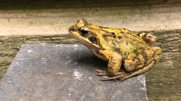 Frog Stone Wooden Fence — Vídeo de stock