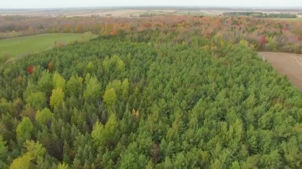 Aerial Drone Shot Green Pine Forest — 图库视频影像