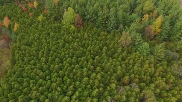 Aerial Drone Footage Dense Pine Forest Rural Area — Vídeo de stock