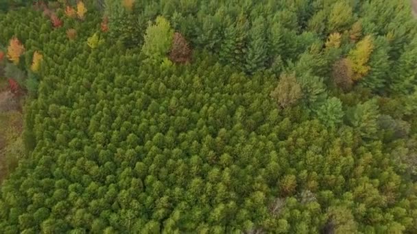 Aerial Drone Footage Dense Pine Forest Rural Area — Vídeo de Stock