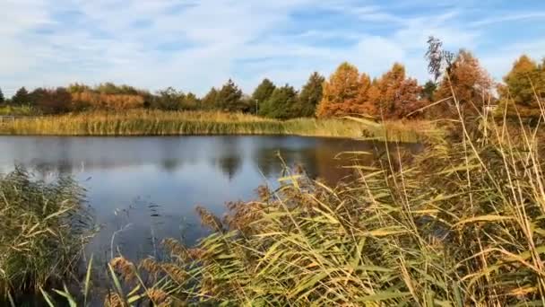 Autumn View Lake Reeds — Vídeo de Stock