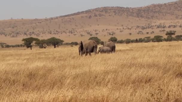 Family African Elephants Walking Golden Serengeti Tanzania Slow Motion — Stock video