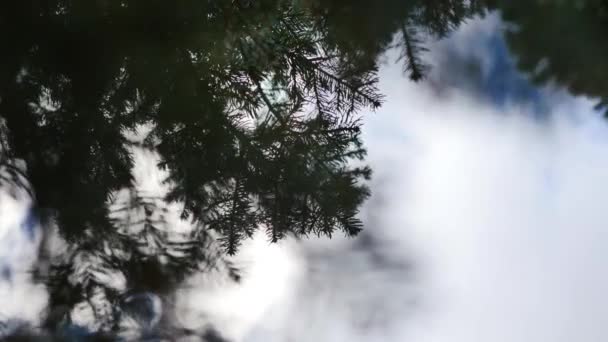 Abstract Shot Looking Overcast Sky Pine — стоковое видео