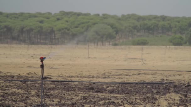 Sprinkler Watering Freshly Planted Field Soft Focus Tree Background Huelva — Stock videók