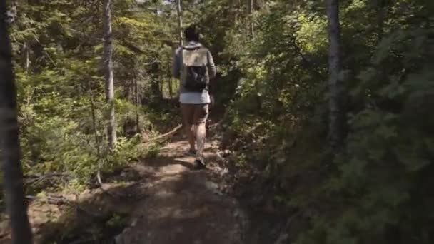 Group Hikers Walking Trail Sunny Forest — Stockvideo