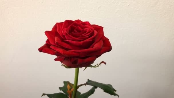 Red Rose White Wall Background — Wideo stockowe