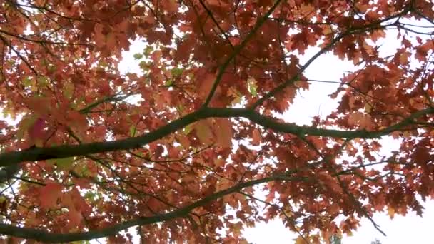 Autumn Tree Branch — Vídeos de Stock
