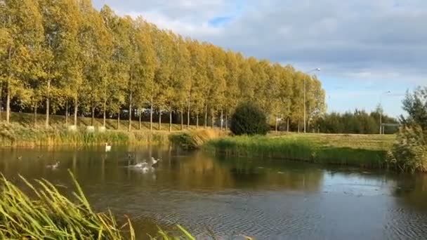Ducks Soaring Water Surface — стоковое видео