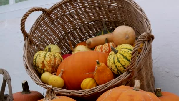 Pumpkin Gourd Variety Autumn Display — ストック動画