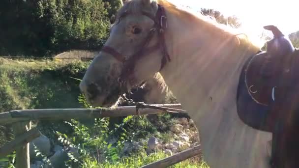 Paseo Caballo Cusano — Vídeo de stock