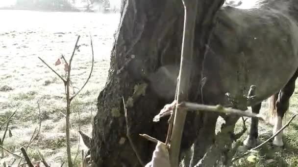 Panning Shot Horse Eating Grass Tree Frosty Morning — Stok video