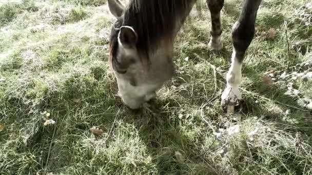 Static Shot Horse Eating Frosty Grass — Stockvideo