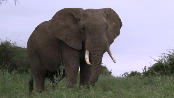 African Elephant Loxodonta Africana Big Bull Walking Shrubs Low Angle — стоковое видео