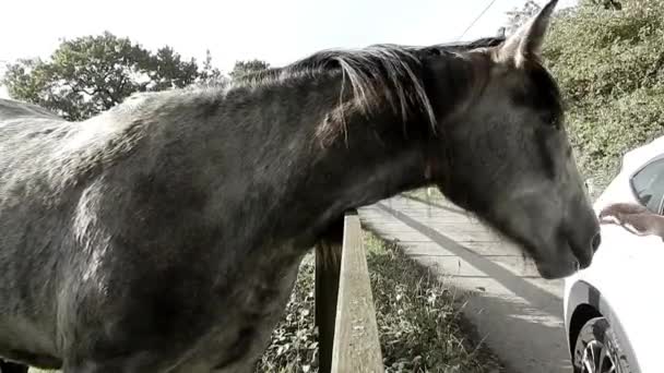 Inquisitive Horse Having Nose Stroked Fence — Stok video