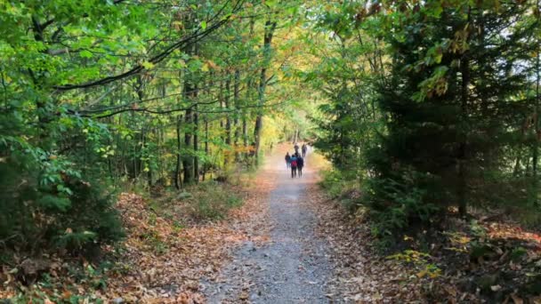 People Distance Walk Hikingtrail Forest Lautenbach Germany — стоковое видео