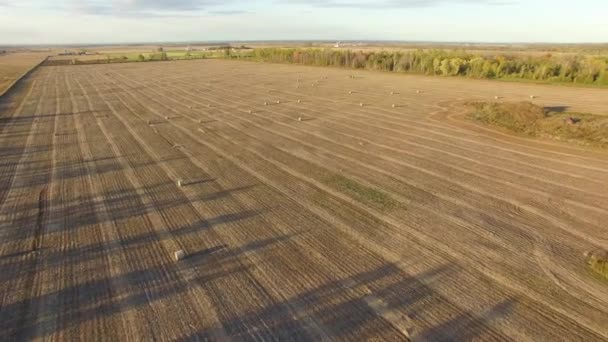 Beautiful Flat Farmland Seen Air Golden Field Harvested Grain Large — ストック動画