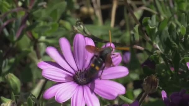 European Wasp Megascolia Bidens Pretty Flower Close Slow Motion — Stock Video