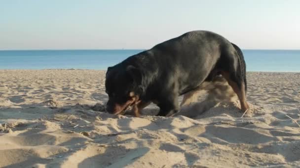 Playful Dog Digging Beach Sand Sunny Day — Stock video