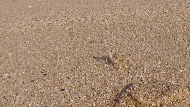 Crab Taking Stroll Beach — стоковое видео