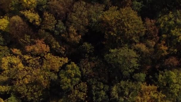 Aerial Beautiful Forest Colorful Trees Autumn Tilt Reveal — Wideo stockowe