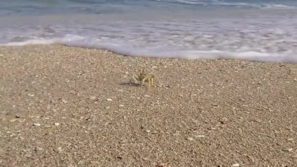 Wave Creeps Shore Engulfs Crab — Stockvideo