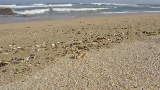 Crab Walking Slowly Shells Beach — 图库视频影像